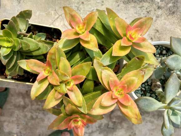 秋天了 多肉买买 又重新开始 图片