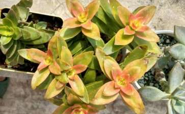 秋天了 多肉买买 又重新开始 图片