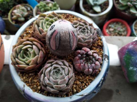 为什么秋天不要买多肉 图片