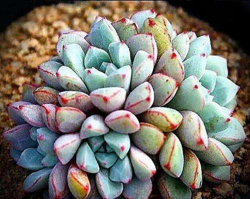 多肉可以先晾上几个月 等秋天再种吗