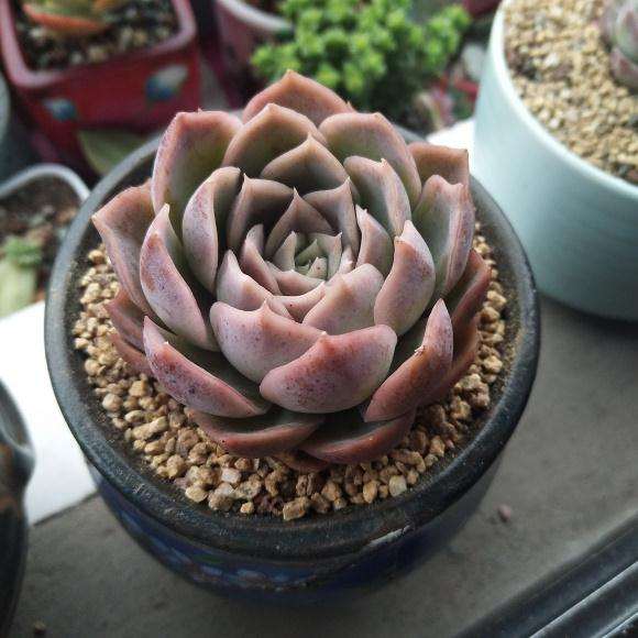 多肉可以先晾上几个月 等秋天再种吗