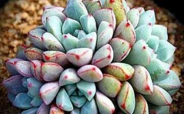 多肉可以先晾上几个月 等秋天再种吗