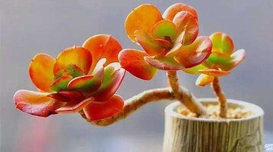 多肉可以先晾上几个月 等秋天再种吗