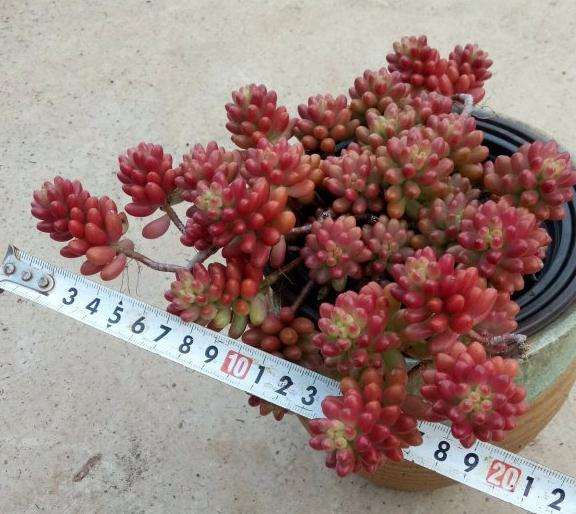 露养多肉植物 秋天便宜出