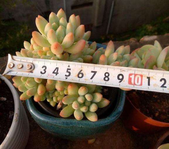 露养多肉植物 秋天便宜出