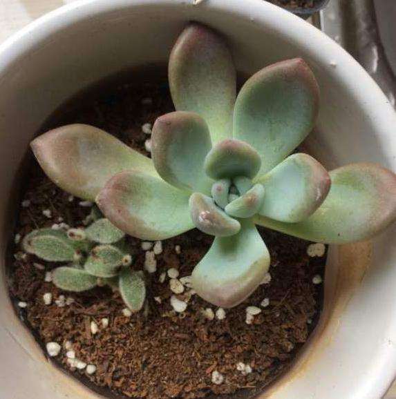 秋天多肉叶还能发芽吗 图片