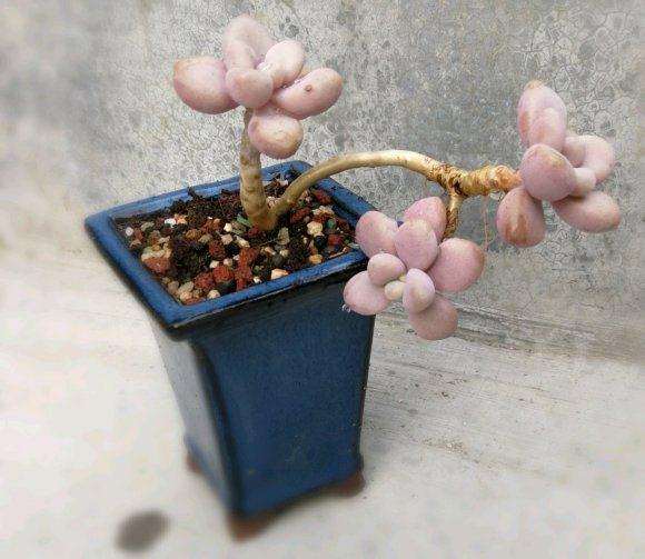 秋天来了 多肉状态也出来了