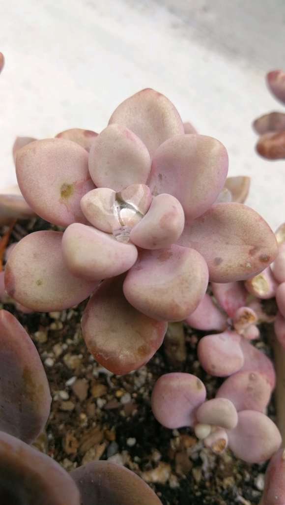 秋天来了 多肉状态也出来了