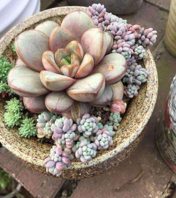 秋天终于到了 多肉带大不容易啊 图片