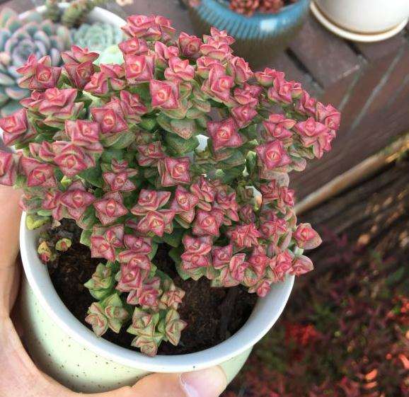 秋天终于到了 多肉带大不容易啊 图片