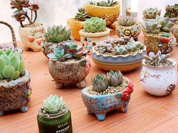 秋天都给你们都找个多肉对象