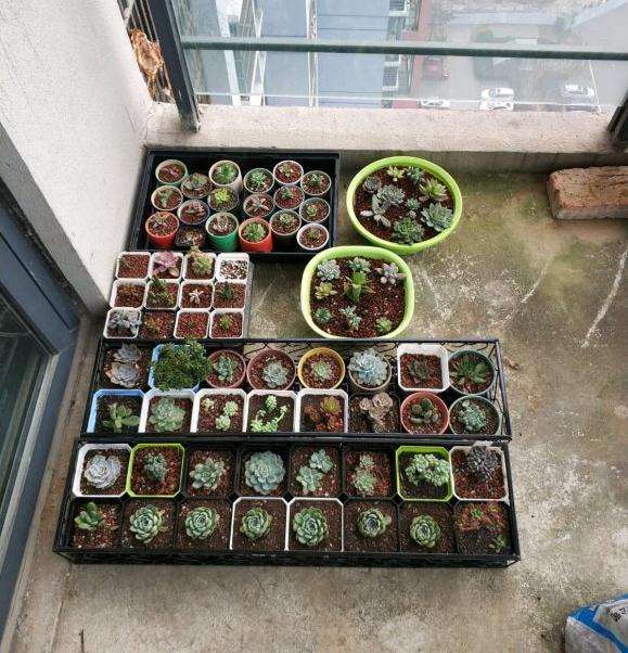 秋天变冷 多肉要搬进屋里吗