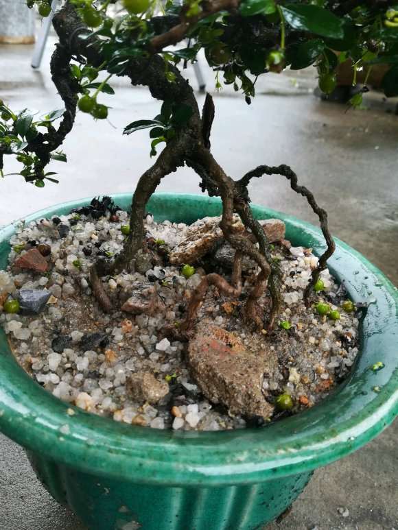 小叶福建茶下山桩上盆 图片