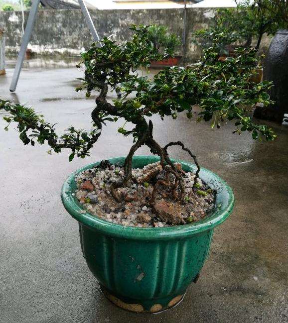 小叶福建茶下山桩上盆 图片