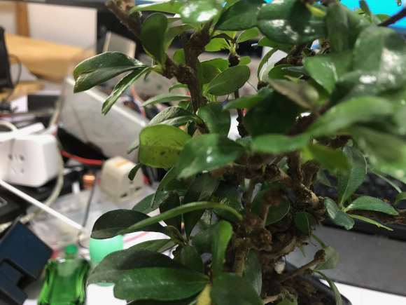 福建茶盆景 买来就一直掉叶 怎么办