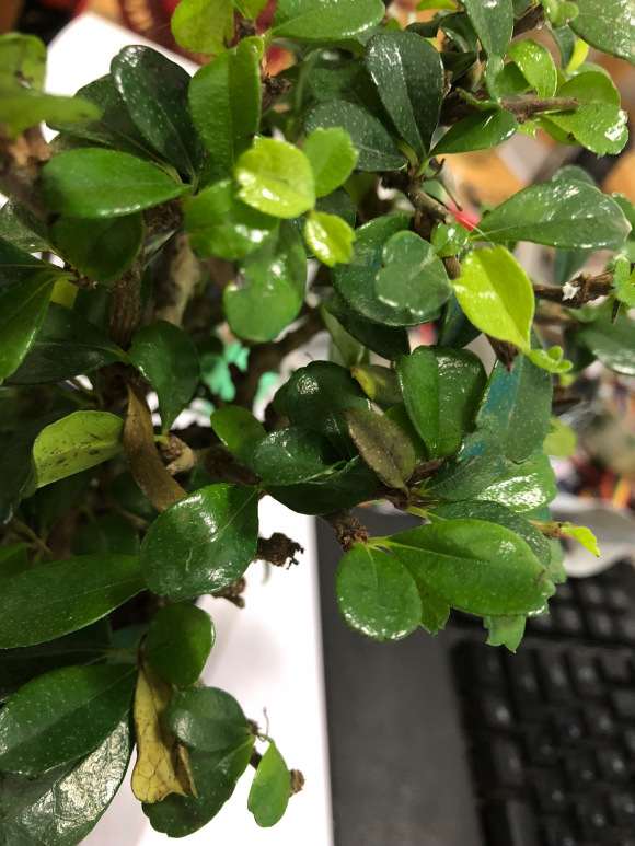 福建茶盆景 买来就一直掉叶 怎么办