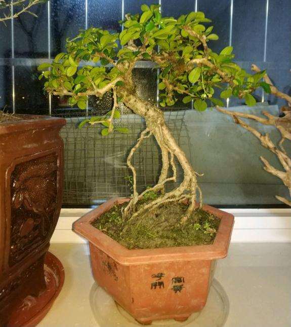 提根福建茶盆景北方好养么