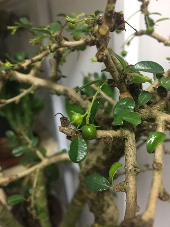 福建茶盆景有很多小虫子