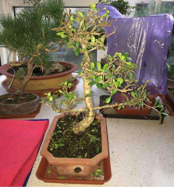 福建茶下山桩严重缺水叶子一碰