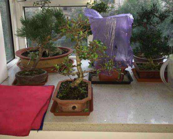 福建茶下山桩严重缺水叶子一碰