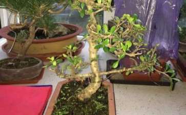 福建茶下山桩严重缺水叶子一碰 就脱落