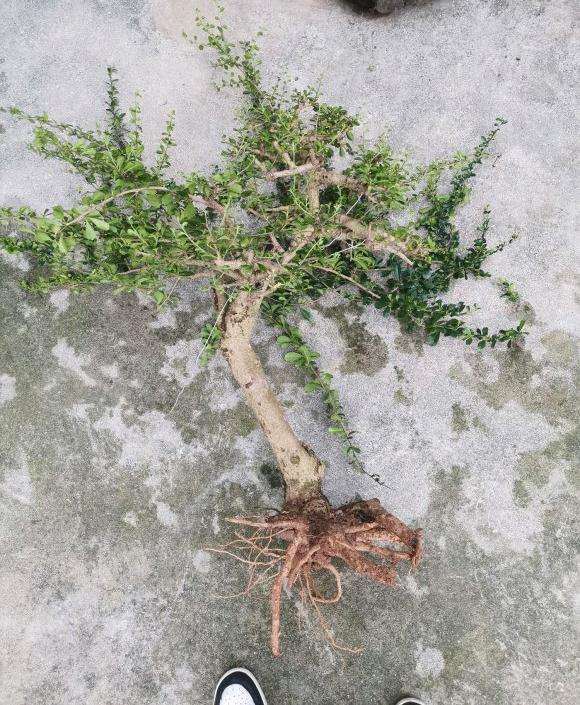 福建茶下山桩怎么上盆的方法
