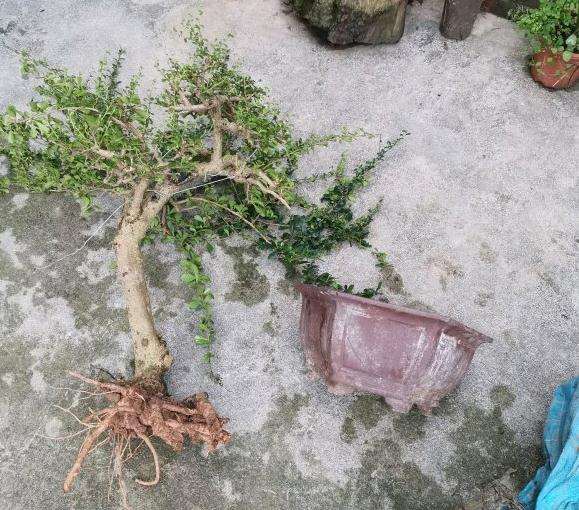 福建茶下山桩怎么上盆的方法