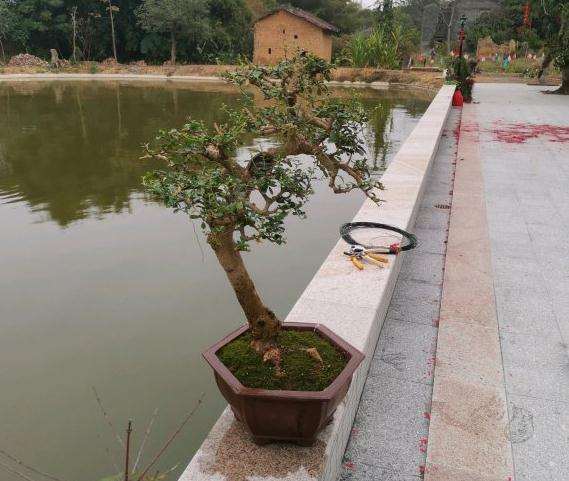 福建茶下山桩怎么上盆的方法