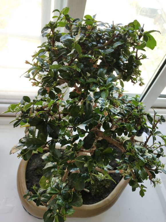 福建茶盆景有小黑虫