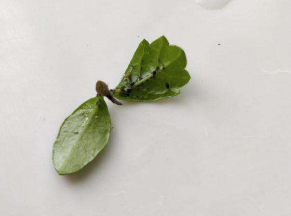 福建茶盆景有小黑虫