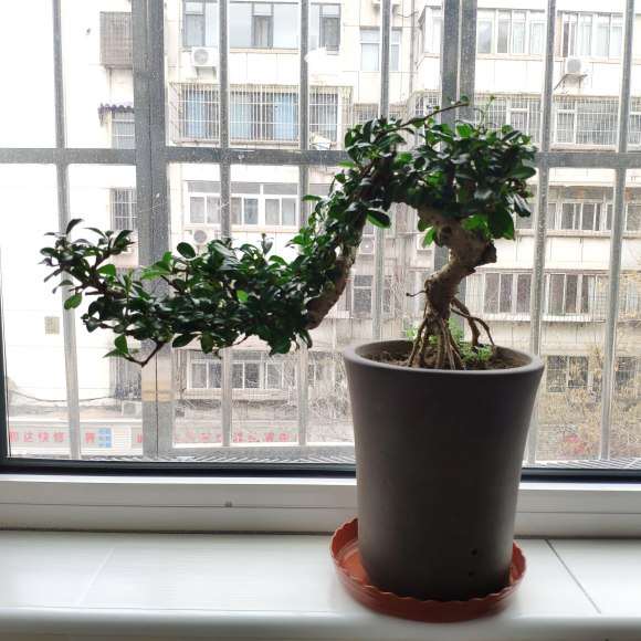 为什么福建茶盆景要 一天一浇水