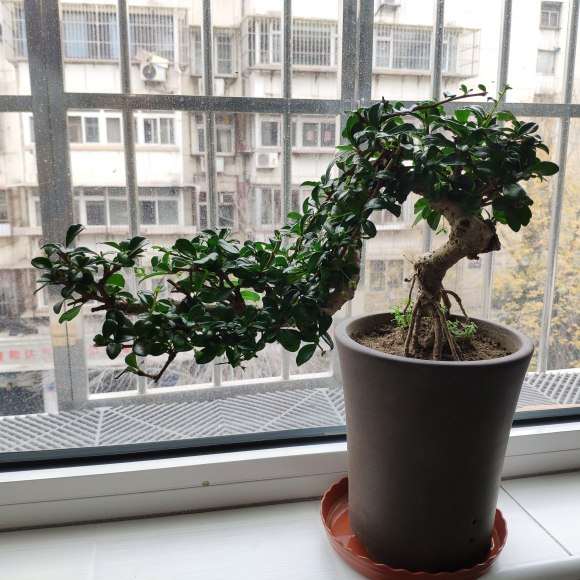 为什么福建茶盆景要 一天一浇水