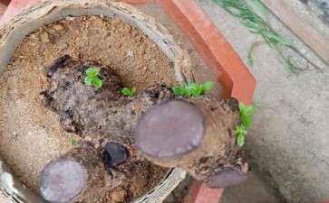 我培育的福建茶下山桩来芽了 图片