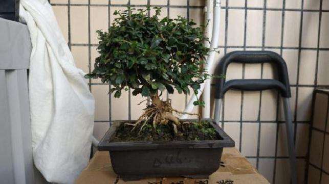 一棵福建茶盆景 准备换盆