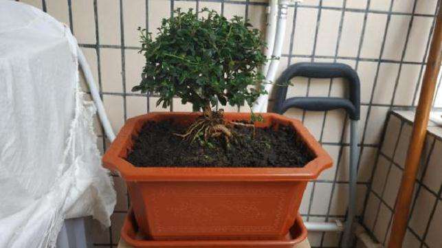 一棵福建茶盆景 准备换盆