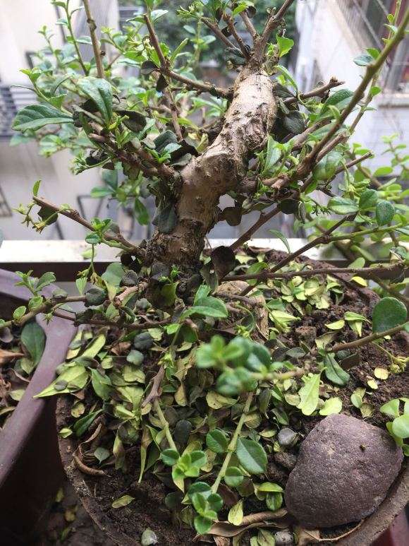 福建茶盆景两天浇水一次