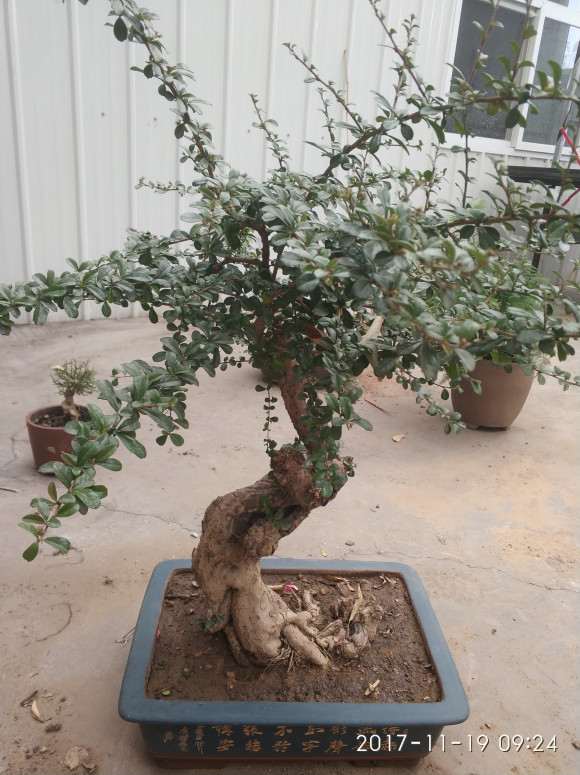 这棵福建茶下山桩怎么造型的方法