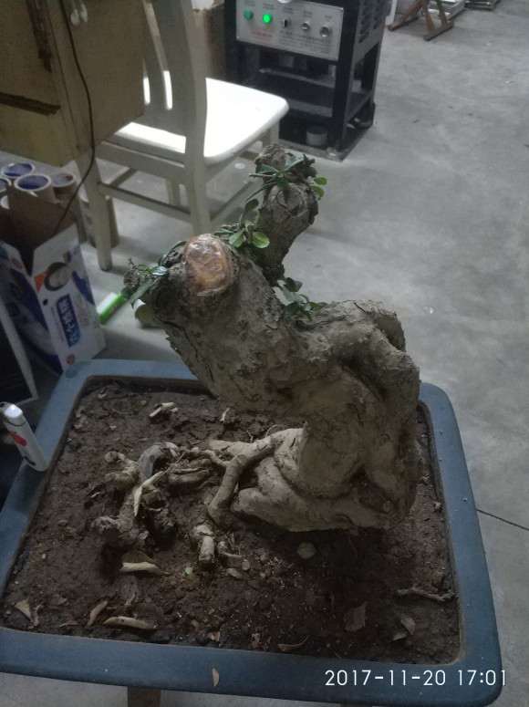 这棵福建茶下山桩怎么造型的方法