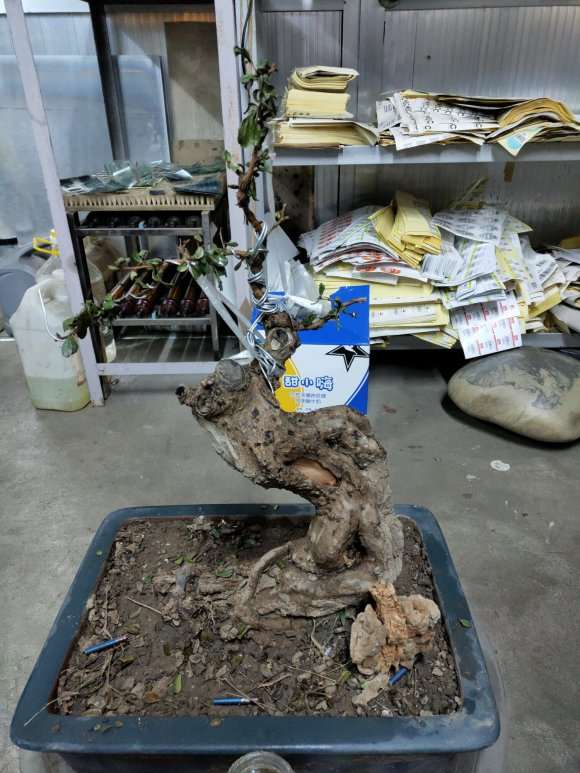 这棵福建茶下山桩怎么造型的方法