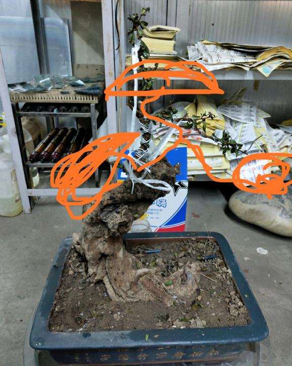 这棵福建茶下山桩怎么造型的方法