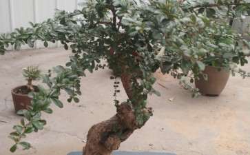 这棵福建茶下山桩怎么造型的方法 图片