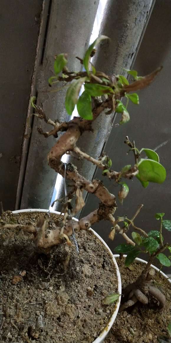 买来2个月的福建茶下山桩