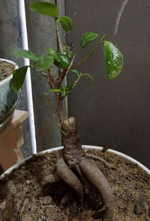 买来2个月的福建茶下山桩