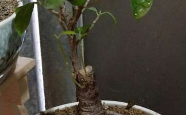 买来2个月的福建茶下山桩 枯黄掉落