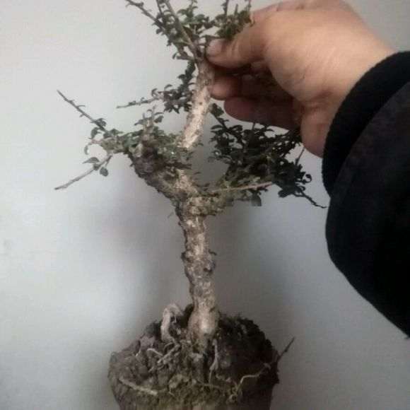 2棵小叶福建茶下山桩 70元