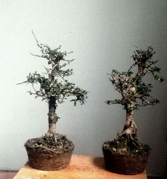 2棵小叶福建茶下山桩 70元