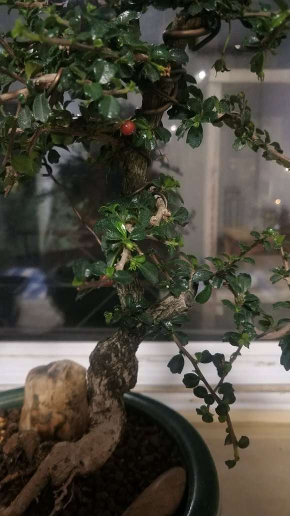 福建茶下山桩可以高压繁殖吗