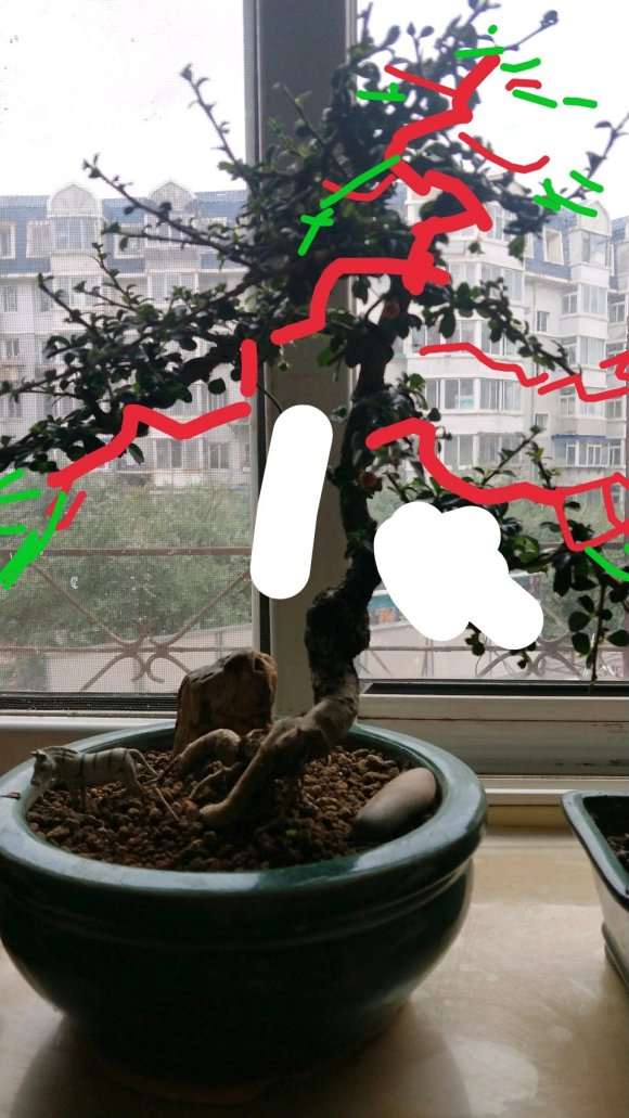 福建茶下山桩可以高压繁殖吗