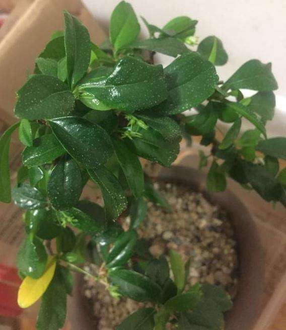 福建茶下山桩的叶子上有许多小白点是什么