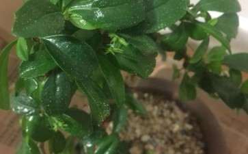 福建茶下山桩的叶子上有许多小白点是什么